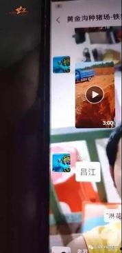 猪瘟最新爆料视频,揭秘病毒传播真相与防控措施